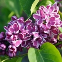 Picture of Syringa Sensation