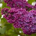 Picture of Syringa Souvenir de Louis Spaeth