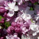 Picture of Syringa Sweetheart