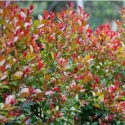 Picture of Syzygium Bronze Hedgemaster