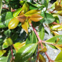 Picture of Syzygium Resilience