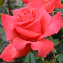 Picture of Tabasco Std 80cm-Rose