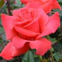 Picture of Tabasco-Rose