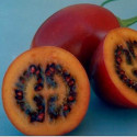 Picture of Tamarillo Hardy Harry