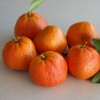 Mandarin Afourer Picture of Mandarin Afourer