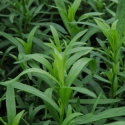Picture of Tarragon French