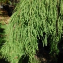 Picture of Taxodium McLaren Falls