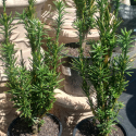 Picture of Taxus Cephalotaxus Harringtonia