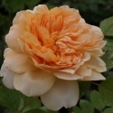 Picture of Tea Clipper-Rose