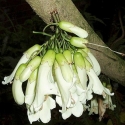 Picture of Tecomanthe Speciosa