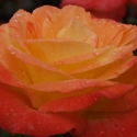 Picture of Tequila Sunrise-Rose