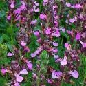 Picture of Teucrium Chamaedrys