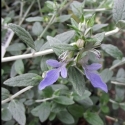 Picture of Teucrium Fruticans