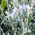 Teucrium Platinum Baby Picture of Teucrium Platinum Baby