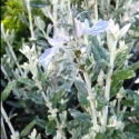 Picture of Teucrium Platinum Baby