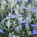 Picture of Teucrium Silver Box