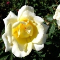 Picture of The Chelsea Rose Clg-Rose