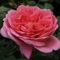 Picture of The Endeavour Std 80cm-Rose