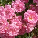 Picture of The Fairy Std 80cm-Rose