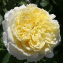 Picture of The Pilgrim-Rose