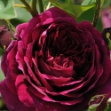 Picture of The Prince-Rose