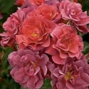 Picture of The Shire Std 80cm-Rose