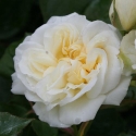 Picture of The Wedding Rose-Rose