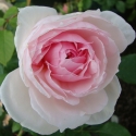 Picture of The Wedgewood Rose-Rose