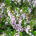 Picture of Thryptomene Saxicola Rosea