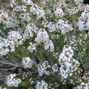 Picture of Thryptomene Saxicola White