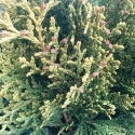 Picture of Thuja Aurea Nana