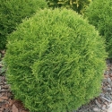 Picture of Thuja Danica
