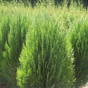 Picture of Thuja Green Cone