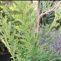 Picture of Thuja Green Giant