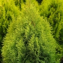 Picture of Thuja Summer Gold