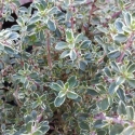 Picture of Thymus Argentea