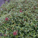Picture of Thymus Coccineus