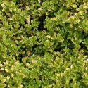 Picture of Thymus Golden Variegated