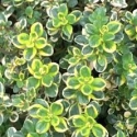 Picture of Thymus Lemon Varigated