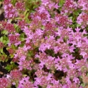 Picture of Thymus Ruby Carpet