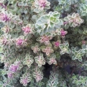 Picture of Thymus Silver Queen