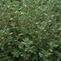 Picture of Thymus Vulgaris