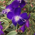 Picture of Tibouchina Blaze of Glory