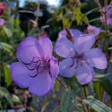 Picture of Tibouchina Blue Moon