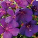 Picture of Tibouchina Groovy Baby