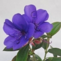 Picture of Tibouchina Purple Moon