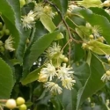 Picture of Tilia Cordata