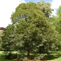 Picture of Tilia Platyphyllos