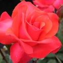 Picture of Tintinara Std 80cm-Rose