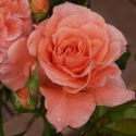Picture of Tom Thumb-Rose